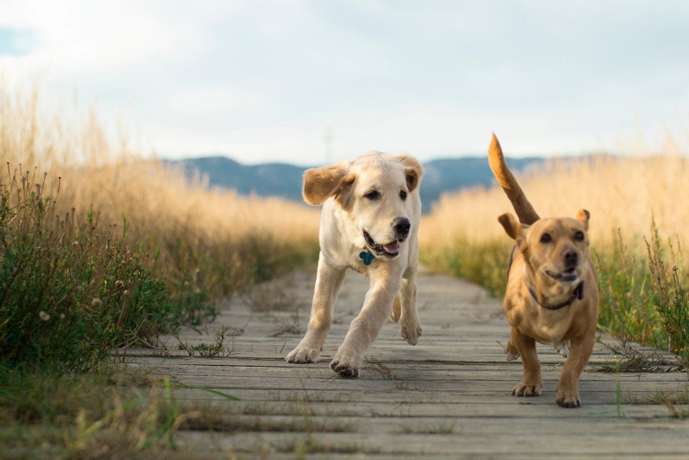 Zwei aktive und gesunde Hunde laufen fröhlich auf einem Holzweg durch ein Feld im Sommer