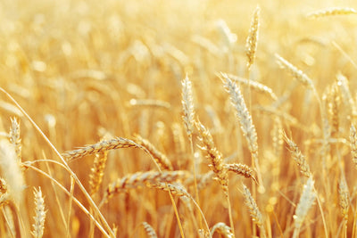 Getreide- bzw. Glutenunverträglichkeiten bei Hunden