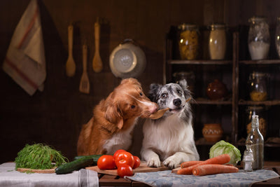 Hundeernährung von A bis Z - Grundwissen für jeden Fellnasenbesitzer