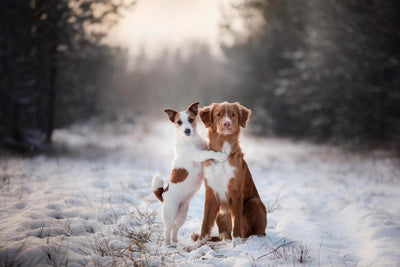 FAVLY Petfood_Zwei Hunde sitzen im Wald im Schnee und warten aud gesunde Leckerli