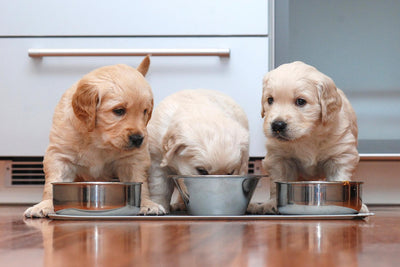 Optimale Fütterungsmenge für deinen Hund: So findest du das richtige Gleichgewicht