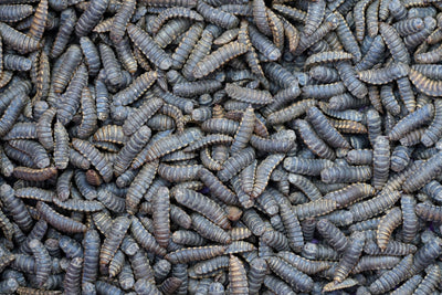 Insekten vs. Fleisch in der Hundeernährung: Eine nachhaltige Alternative?