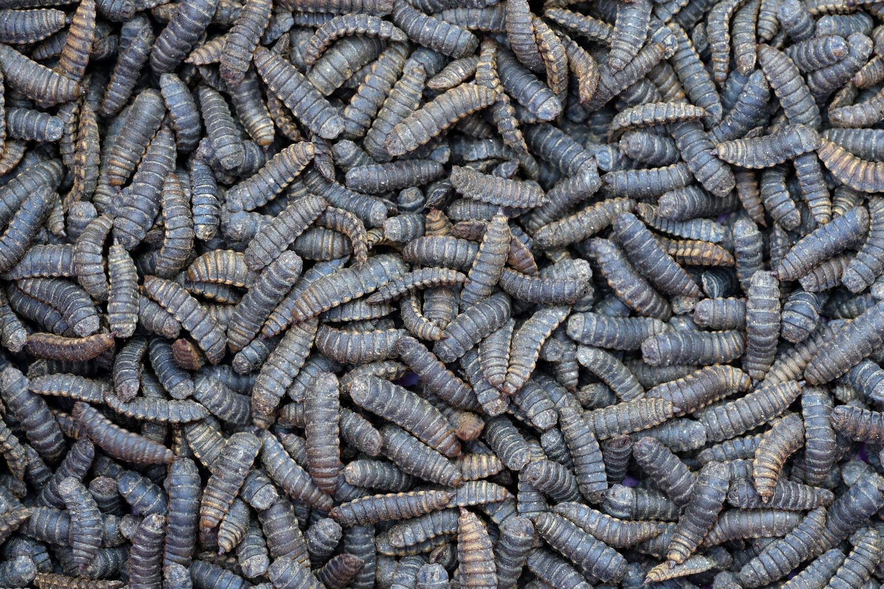 Insekten vs. Fleisch in der Hundeernährung: Eine nachhaltige Alternative?