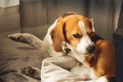 Ernährung von Hunden mit Unverträglichkeiten und Allergien: Tipps und Ratschläge
