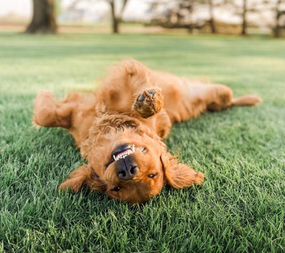 Die Bedeutung einer Hundeschule für Welpen: Lernen, Sozialisieren und Spaß haben