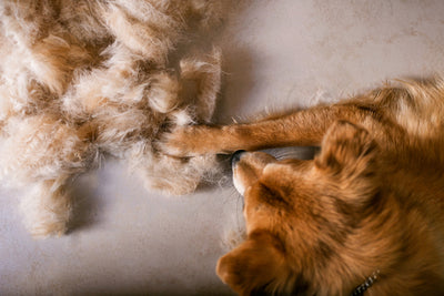Die richtige Fellpflege für Hunde im Fellwechsel - Natürliche Unterstützung für gesundes Haar