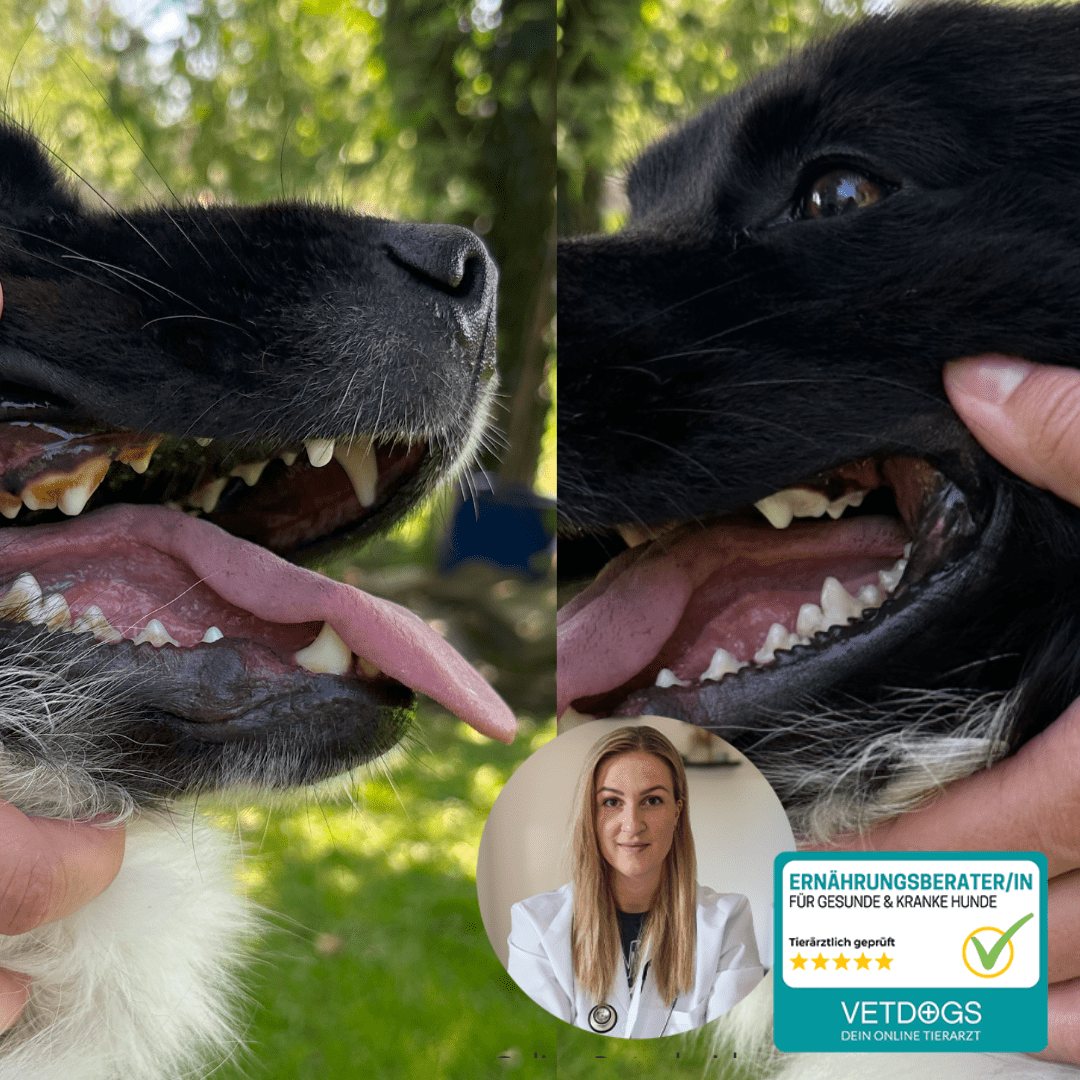 Nahaufnahmen der Untersuchung des Mauls eines Hundes, daneben ein kreisförmiger Einschub mit einem Tierarzt und einem VetDogs-Zertifizierungsabzeichen.