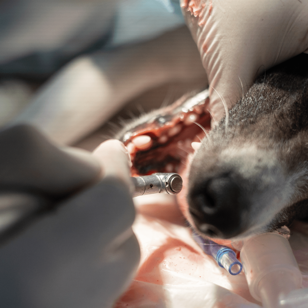 Tierarzt führt unter Narkose eine Zahnbehandlung an einem Hund durch; sichtbar sind Zahnarztinstrumente und behandschuhte Hände.