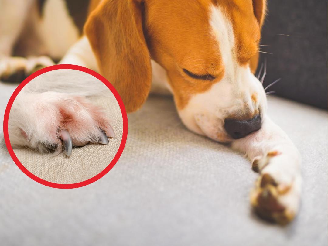 Ein Hund leckt seine Pfote. Im Bildausschnitt sind die Krallen und das Fell der Pfote in Nahaufnahme zu sehen.