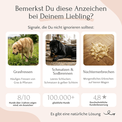 FAVLY Petfood GASTRO Pulver hilft bei Problemen mit der Magensäure wie Grasfressen und Sodbrennen.
