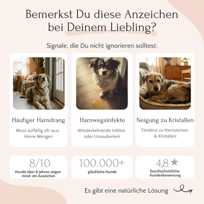 Drei Hunde in Bilderrahmen werben für „UROCARE Pulver – Niere & Blase“ von FAVLY Petfood, ergänzt durch Tipps zur Tiergesundheit und Bewertungen.