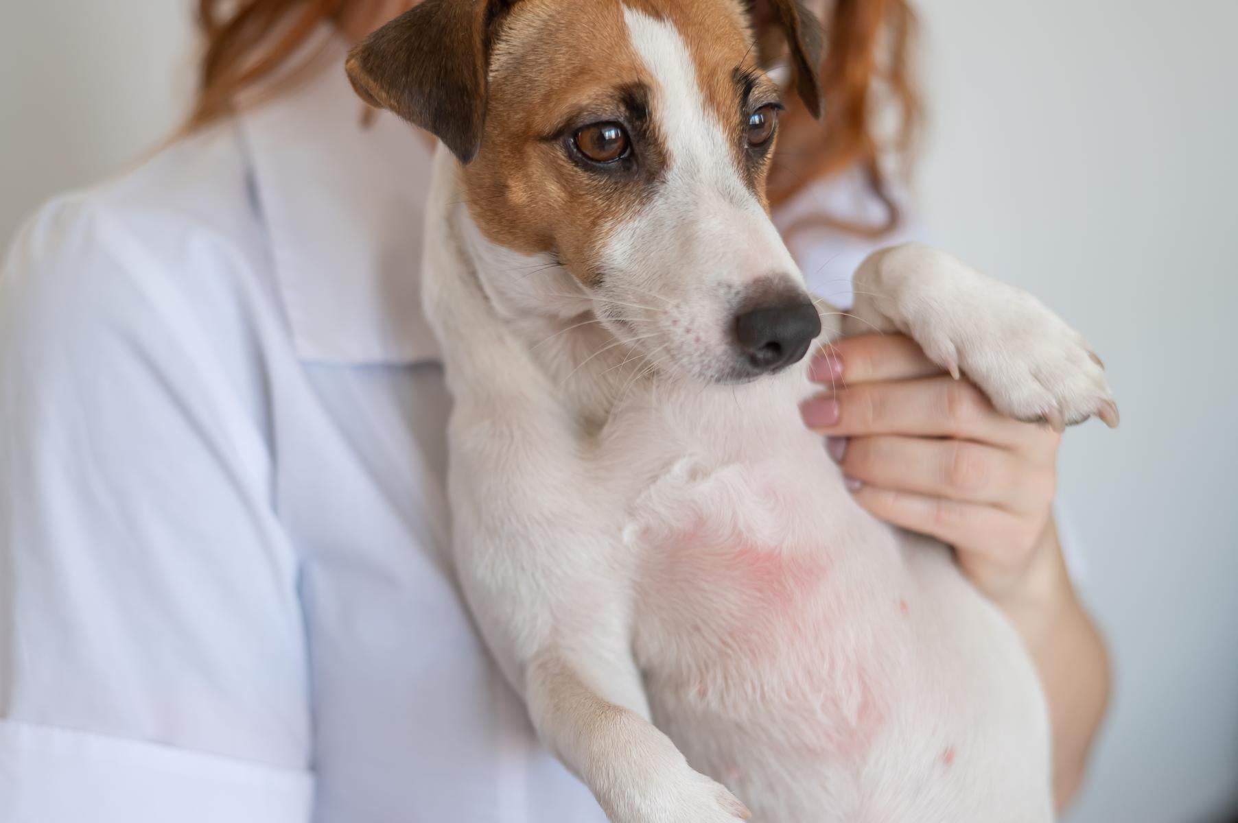 Ein kleiner braun-weißer Hund mit einem roten Fleck auf der Brust wird von einer Person in einem weißen Hemd gehalten.