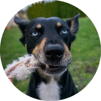 Ein Hund mit schwarzem Fell, hellbraunen Augenbrauen und blauen Augen hält einen Hunde Kauartikel im Maul.