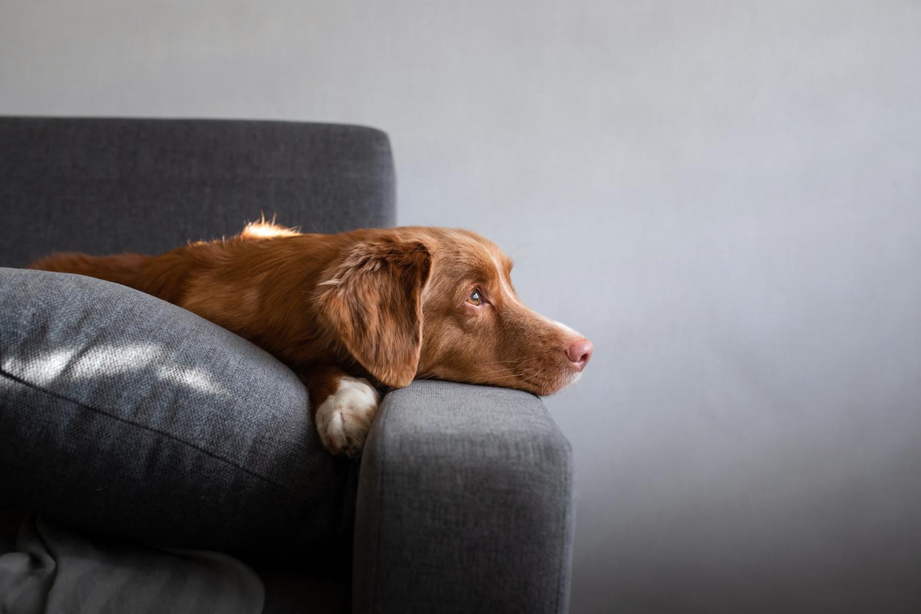 FAVLY Petfood_Hund liegt auf einer Couch