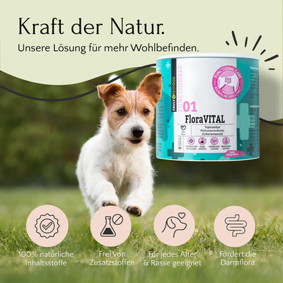 Ein kleiner Hund läuft auf Gras; FloraVITAL Pulver von FAVLY Petfood unterstützt die Darmgesundheit.