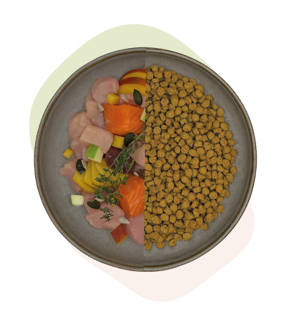 Ein Teller, der zur Hälfte mit rohem Fleisch und Gemüse und zur anderen Hälfte mit Trockenfutter gefüllt ist.