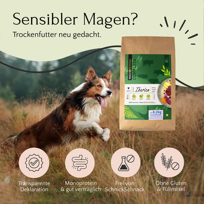 Ein fröhlicher Hund läuft draußen neben FAVLY Petfood Freiland-Iberico mit Kürbis, Hanföl & Apfel (kaltgepresst).