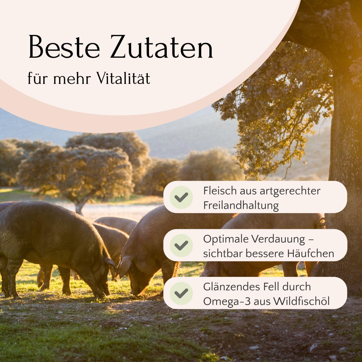 Wie Schweine auf sonniger Weide: FAVLY Freiland-Iberico mit Kürbis, Hanföl & Apfel für vitale Haustiere.