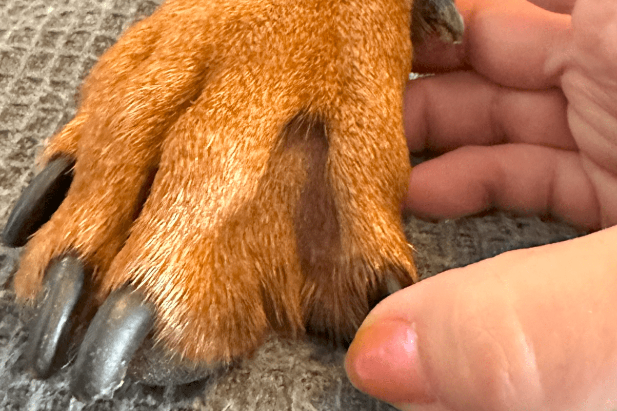 Eine Hand hält sanft eine Hundepfote mit dunklen Nägeln auf einer strukturierten Oberfläche.