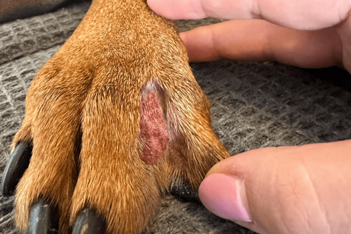 Eine Hand untersucht die Pfote eines Hundes mit einem roten entzündeten Fleck auf der Haut.