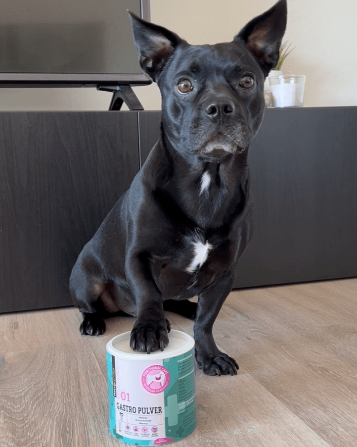 Schwarzer Hund sitzt auf dem Boden und ruht mit einer Pfote auf einem Behälter mit der Aufschrift „Gastro Pulver“.