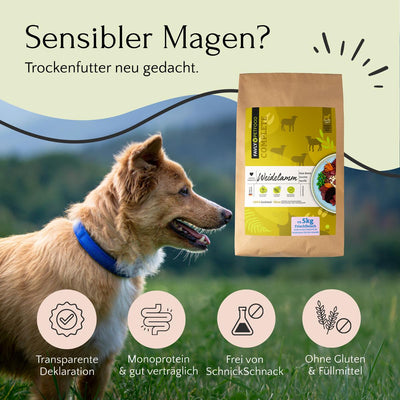 Ein Hund im Freien mit FAVLY Petfood Weidelamm mit Rote Beete; Icons zeigen hohes Protein, transparent & glutenfrei.