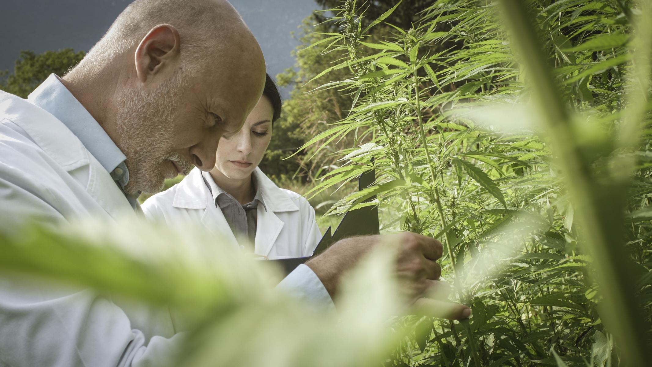 Zwei Wissenschaftler in Laborkitteln untersuchen große, grüne Pflanzen im Freien auf einem Feld.