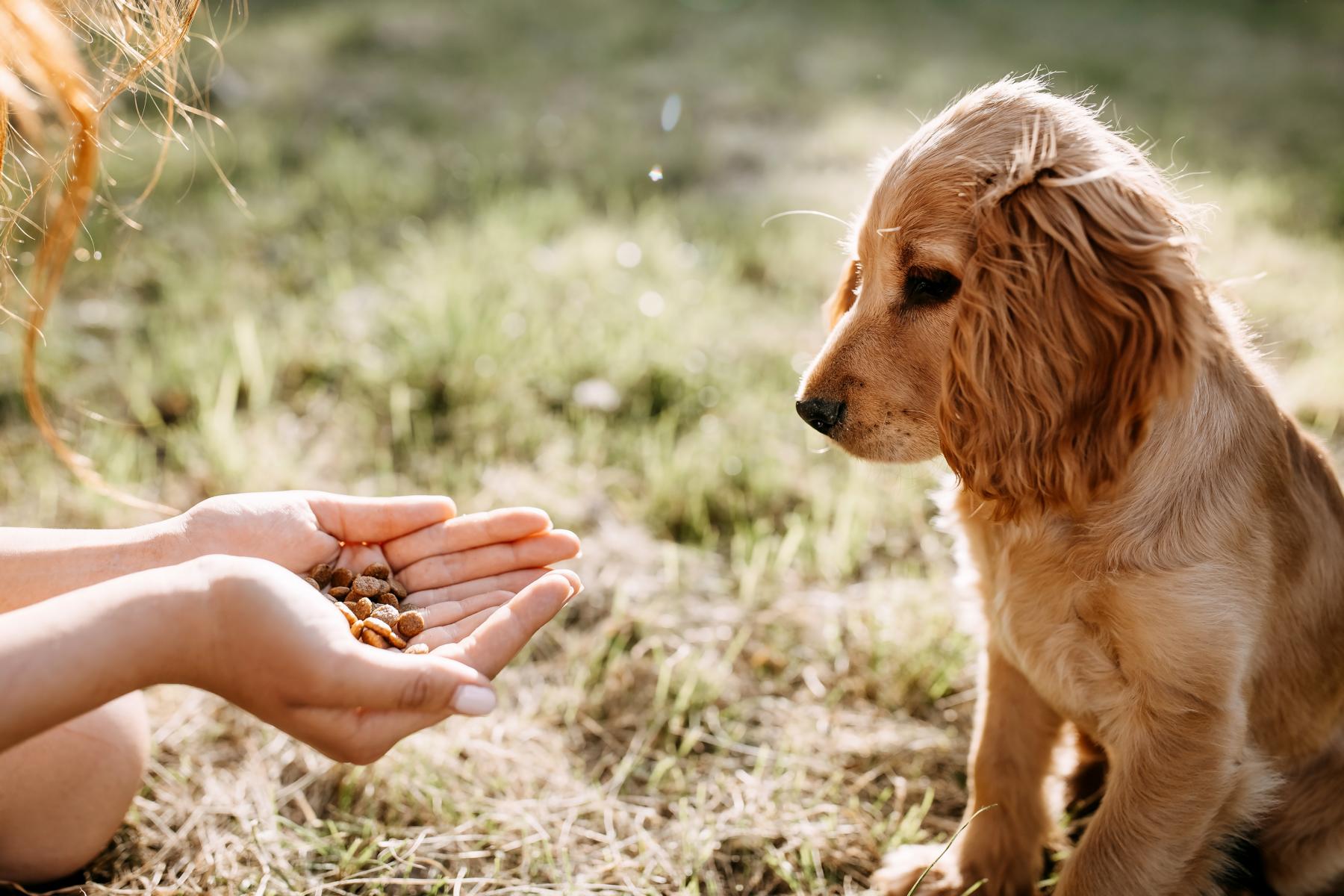 Ein kleiner Hund schaut auf die Hände einer Person, die trockenes Tierfutter hält, während sie im Gras sitzt.