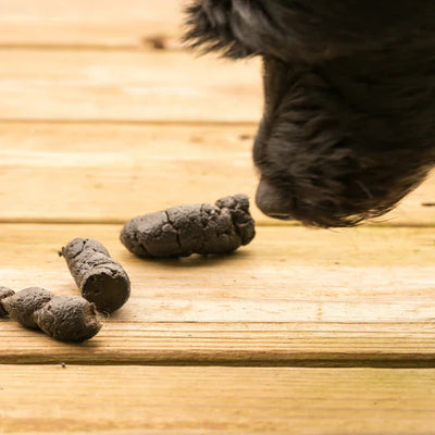 Junger Hund schnüffelt aufmerksam am Boden — Koprophagie verstehen