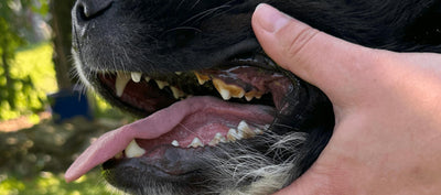 Zahnpflege beim Hund: Zahnbelag & Mundgeruch  | FAVLY