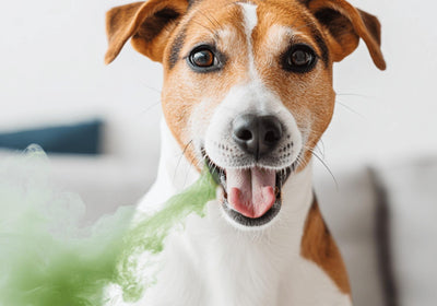 Hund mit geöffnetem Maul beim Tierarzt — Mundgeruch erkennen