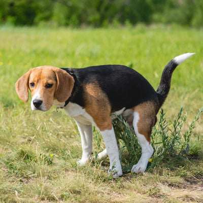 Liegender Hund mit empfindlichem Magen — Schonkost bei Durchfall
