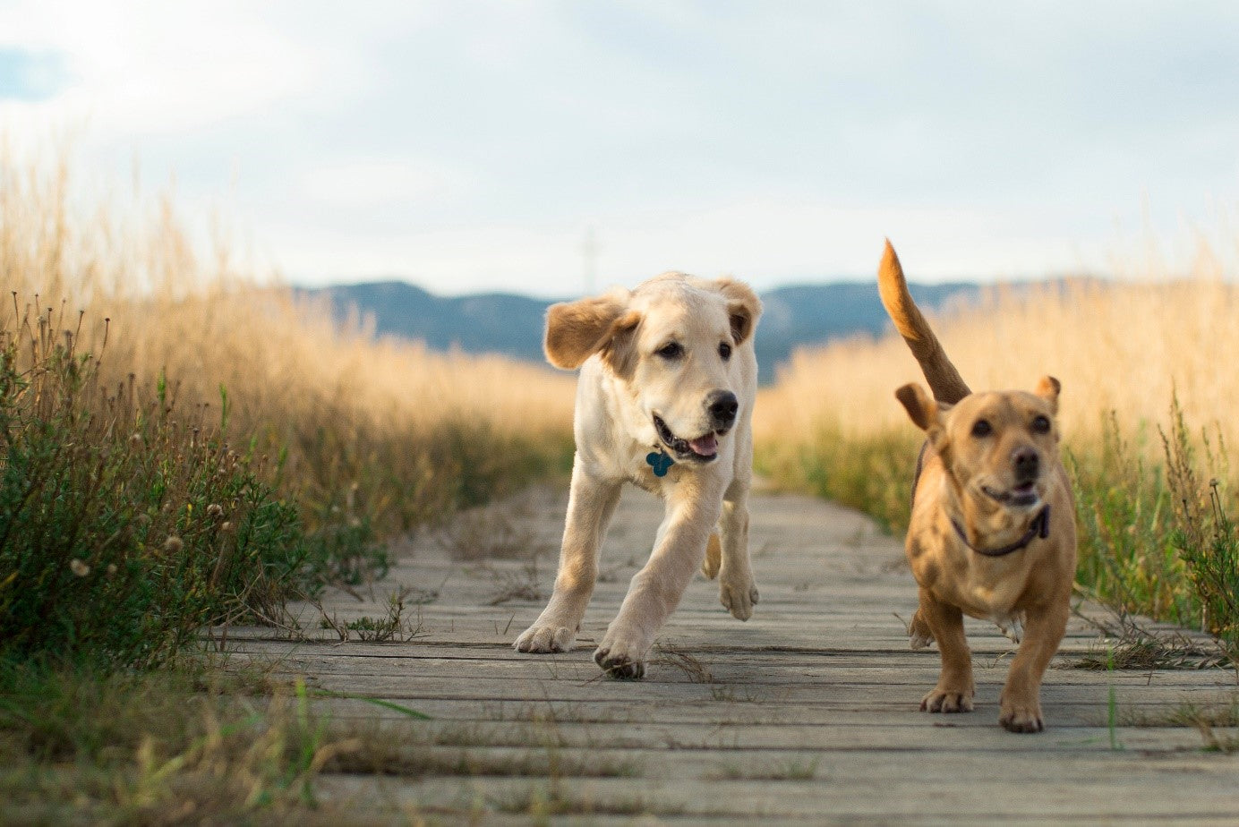 Zwei aktive und gesunde Hunde laufen fröhlich auf einem Holzweg durch ein Feld im Sommer  