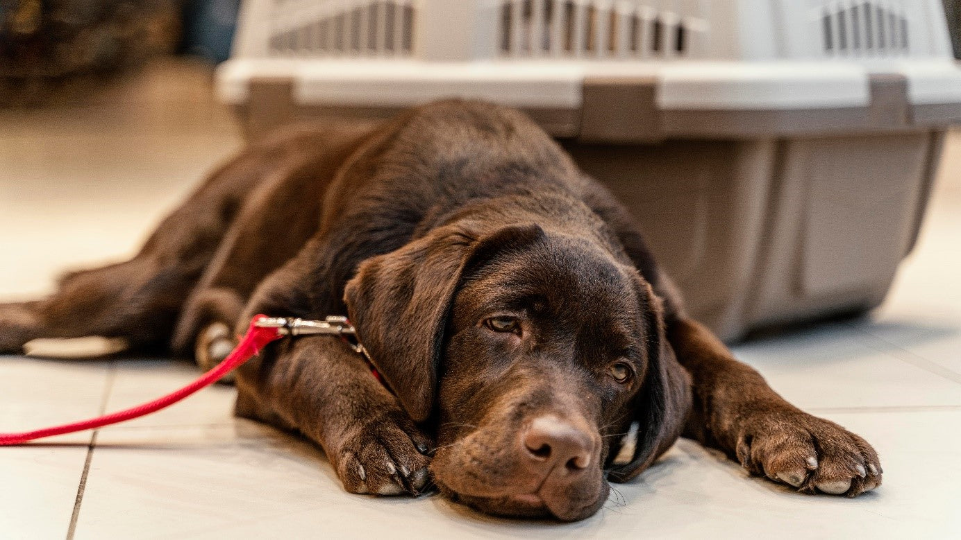 Müder brauner Labrador-Welpe liegt mit roter Leine vor einer Transportbox, entspannter Hund in Innenumgebung