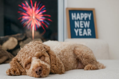 Natürliche Beruhigungsmittel für Hunde