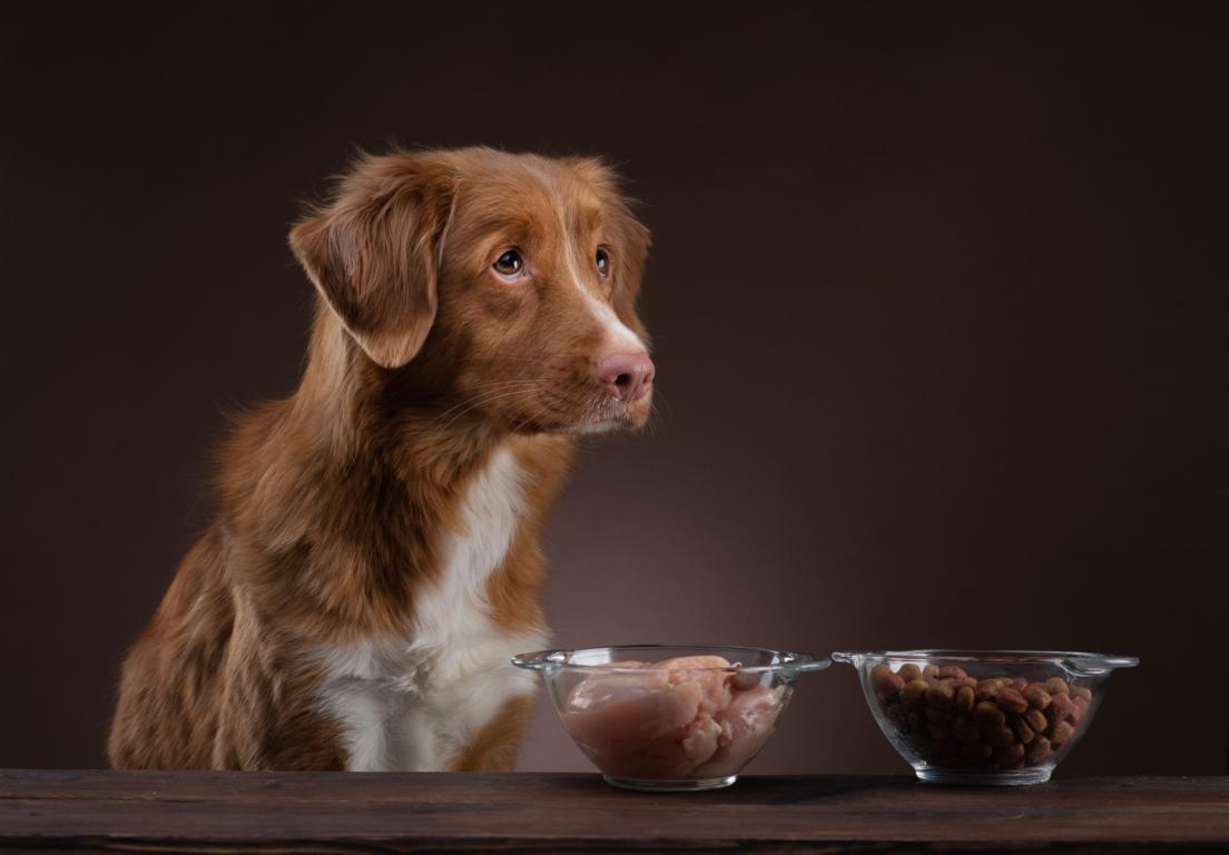 FAVLY Petfood_Hund sitzt vor zwei Näpfen, einer mit Fleisch und der andere mit Trockenfutter