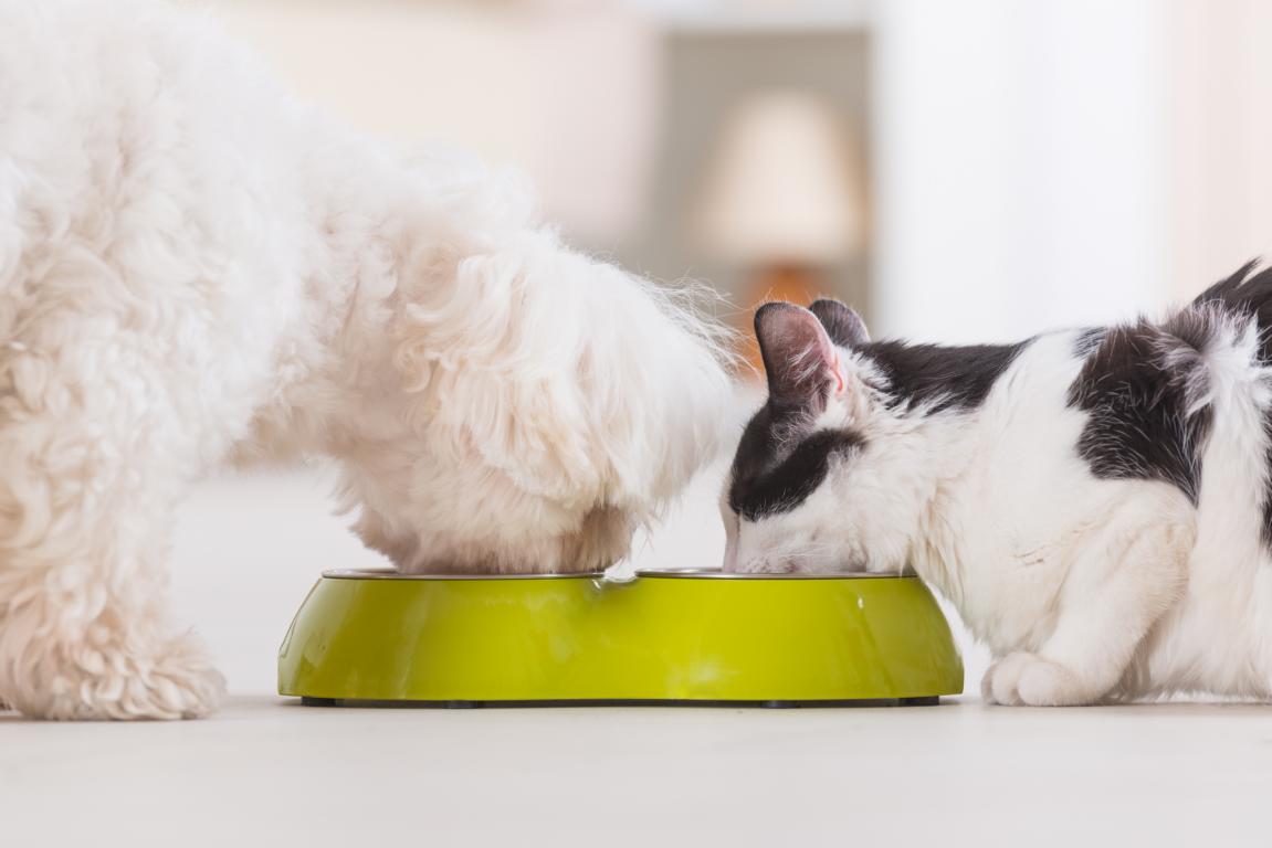 FAVLY Petfood_Hund und Katze fressen gemeinsam aus einem Napf