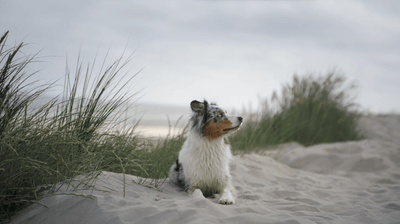 5 Gründe, warum Du Dein Hundefutter auch mit in den Urlaub nehmen solltest!