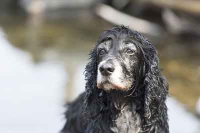 Ein nasser, älterer Hund mit schwarzem, leicht ergrautem Fell und langen Ohren steht am Wasser und blickt ruhig in die Ferne. 