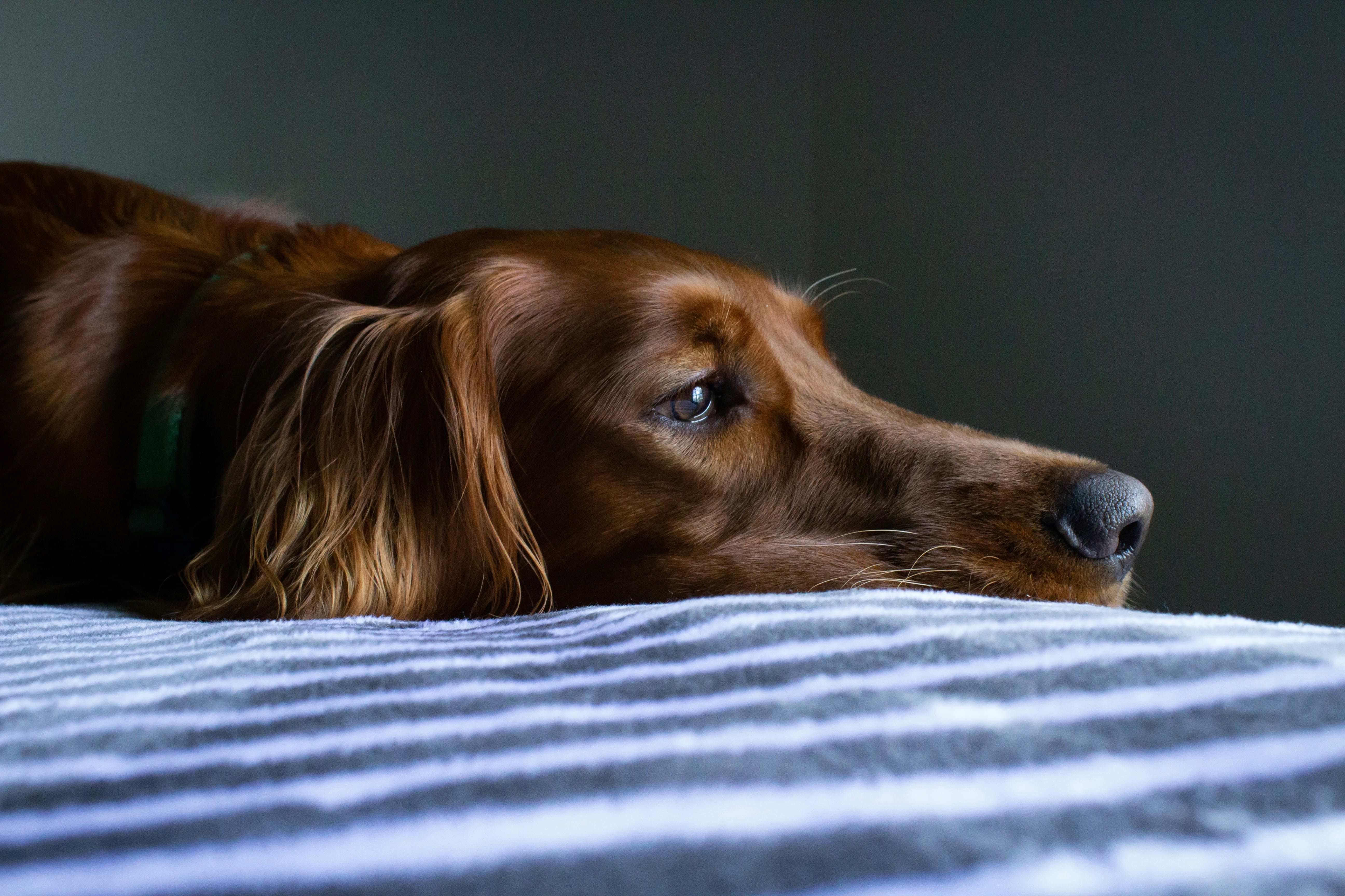 Ein melancholisch wirkender, rostfarbener Retriever liegt auf einem gestreiften Bettbezug und blickt gedankenverloren zur Seite.