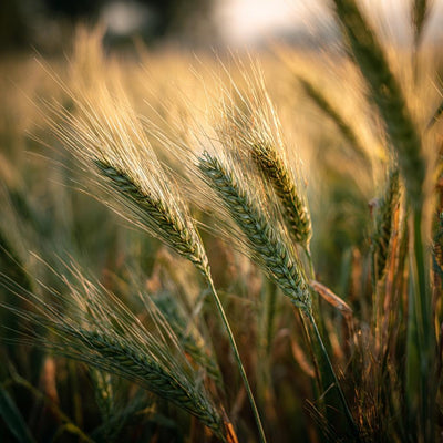Getreide & Gluten in der Hundeernährung