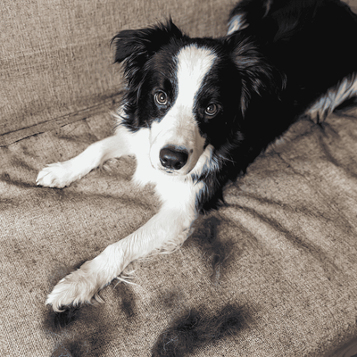 Hund mit dichtem Fell wird gebürstet — Fellwechsel begleiten