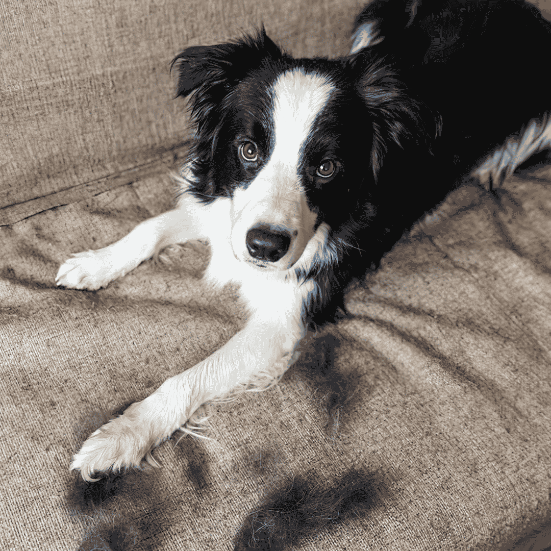 Hund mit dichtem Fell wird gebürstet — Fellwechsel begleiten