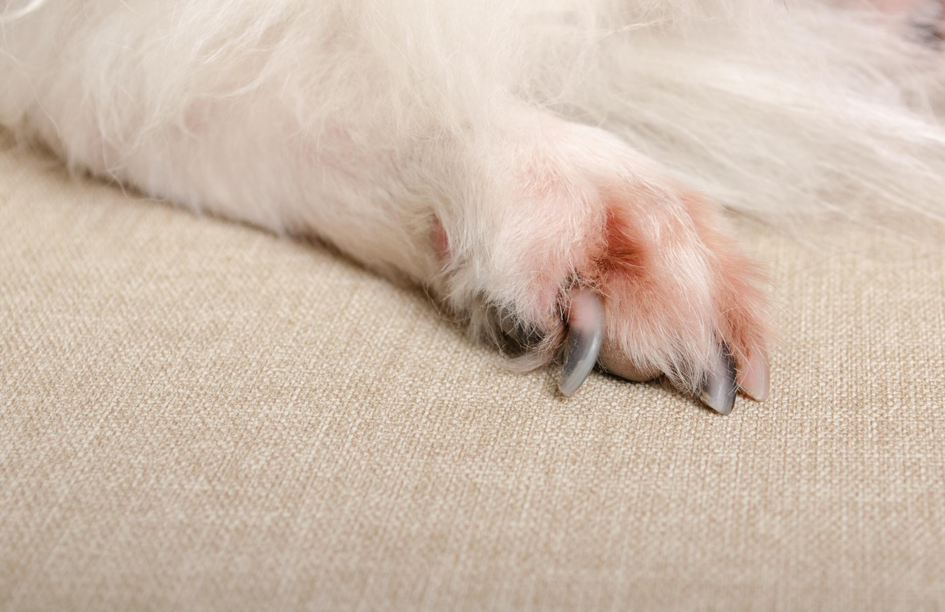 Hund leckt sich konzentriert die Vorderpfote — Pfotenlecken-Ursachen