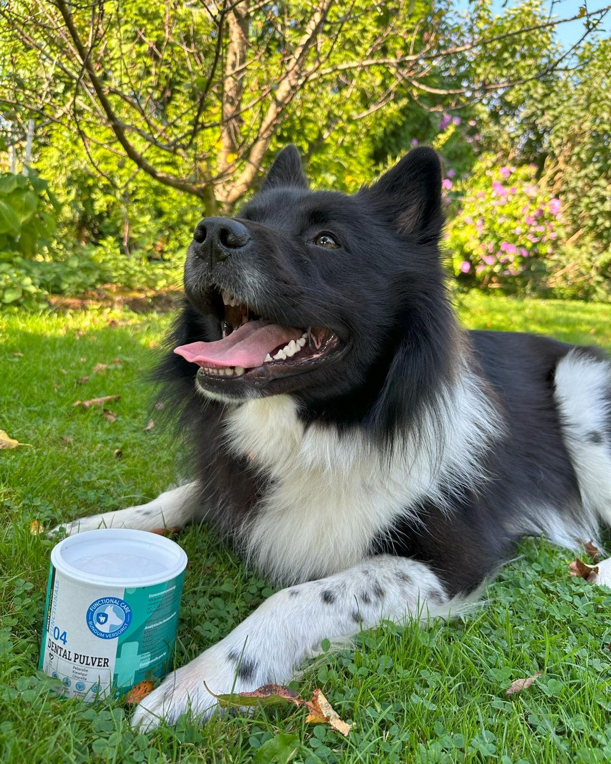 Schwarz-weißer Hund liegt im Gras neben einem Container, in einem Garten mit grünem Laub im Hintergrund.