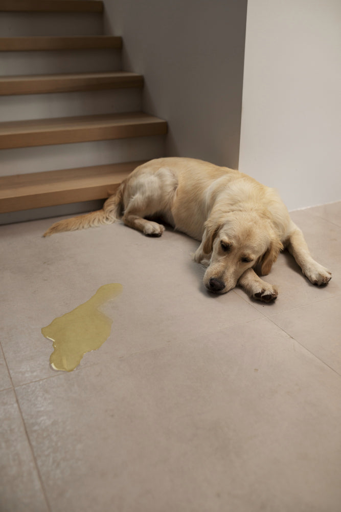 Ein Golden Retriever liegt auf dem Boden neben einer Flüssigkeitspfütze neben einer Treppe.