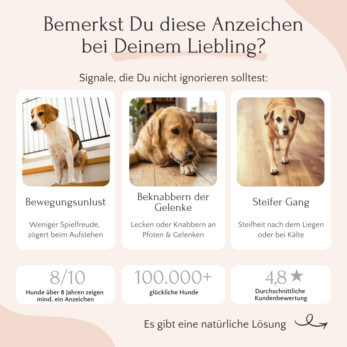 Drei Hunde zeigen Anzeichen von Steifheit, Antriebslosigkeit und Lecken an den Gelenken; probieren Sie FAVLY Petfood MOBILITY Pulver – Gelenke & Mobilität aus.