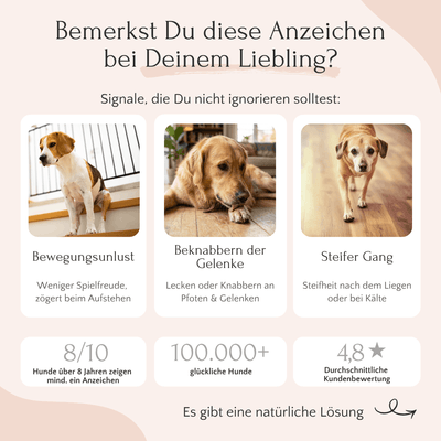 Drei Hunde zeigen Anzeichen von Steifheit, Antriebslosigkeit und Lecken an den Gelenken; probieren Sie FAVLY Petfood MOBILITY Pulver – Gelenke & Mobilität aus.