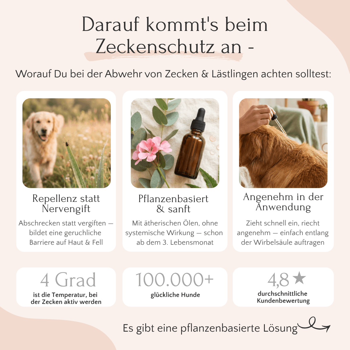 Hund auf der Wiese: FAVLY Petfood ZecOFF Spot-on – pflanzlicher Zeckenschutz für Hunde.