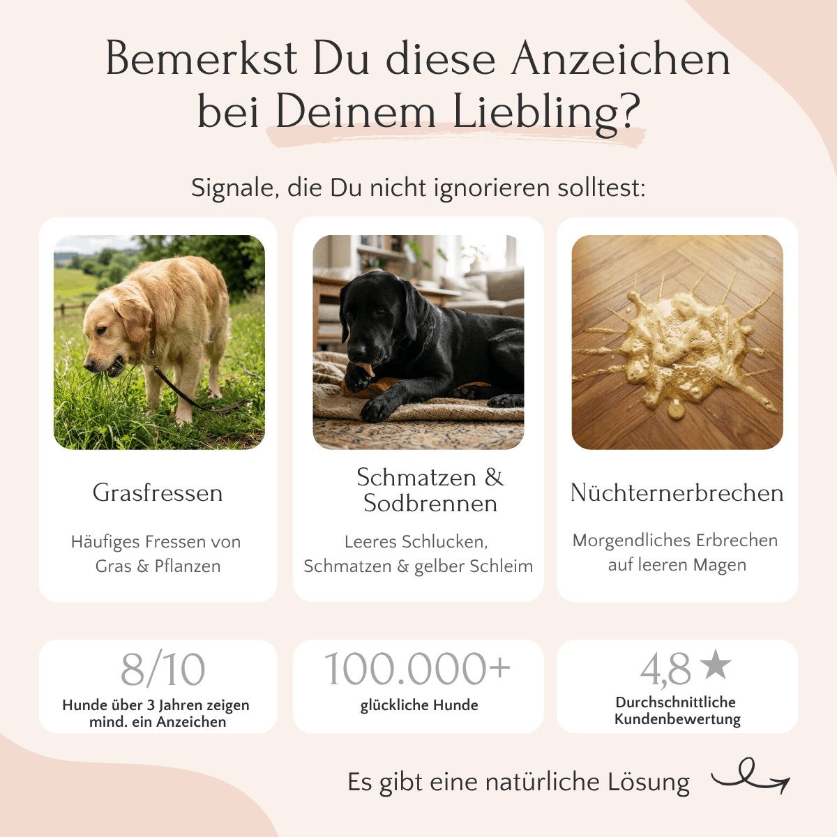 FAVLY Petfood GASTRO Pulver hilft bei Problemen mit der Magensäure wie Grasfressen und Sodbrennen.
